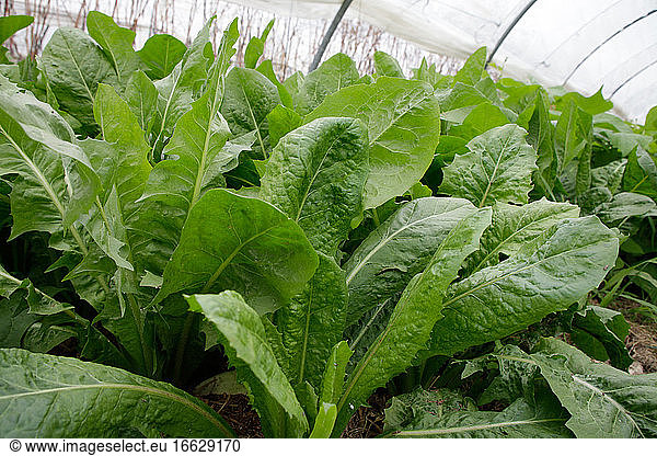 Endive plants in greenhouses  France