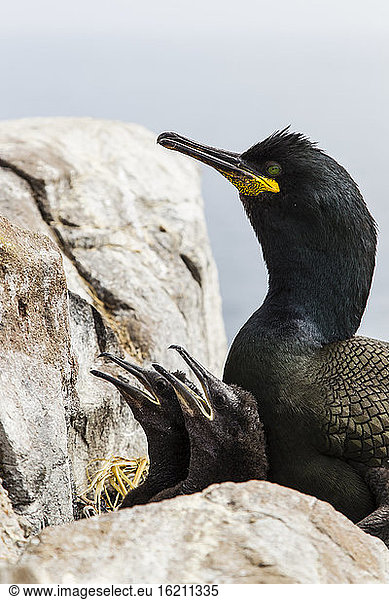England,  Northumberland,  Shag with young one