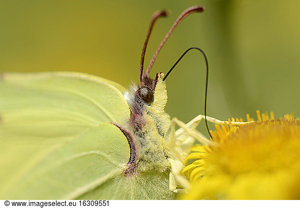 England  Brimstone  Gonepteryx rhamni  Porträt