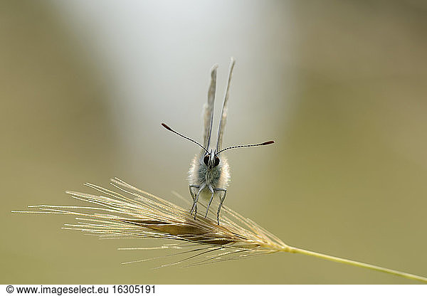 England  Gewöhnlicher Bläulingsfalter  Polyommatus icarus