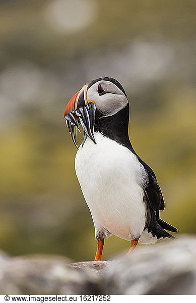 England  Northumberland  Puffins carrying fish in mouth at Farne Islands