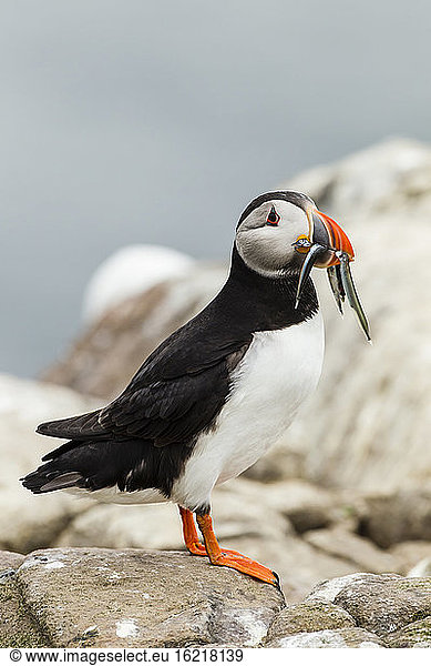 England  Northumberland  Puffins carrying fish in mouth at Farne Islands