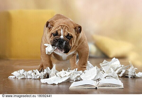 Englische Bulldogge  zerrissenes Buch  Unart  zerfetztes Buch  zerfetzt  zerrissen  zerstört