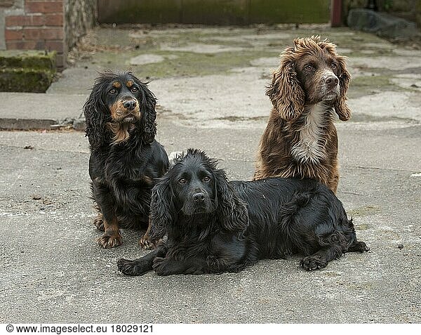 English Cocker Spaniel  pedigree dogs  hunting dogs  domestic dogs  pets  domestic animals  mammals  animals  Domestic Dog  English Cocker Spaniel  working type  three adults  sitting and laying in farmyard  Shropshire