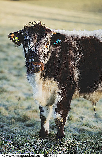 English Longhorn calf standing on a pasture  looking at camera.
