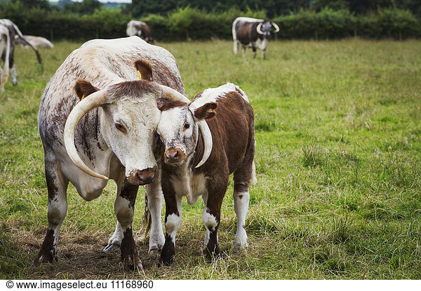 English Longhorn cattle with calf in a pasture