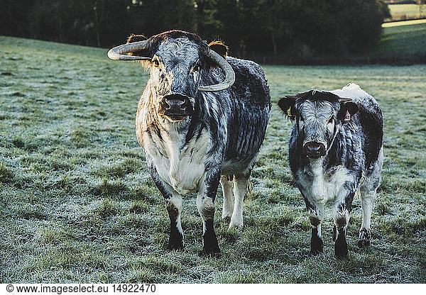 English Longhorn cow and calf standing on a pasture.