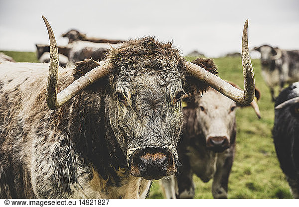 English Longhorn cow standing on a pasture  looking at camera.