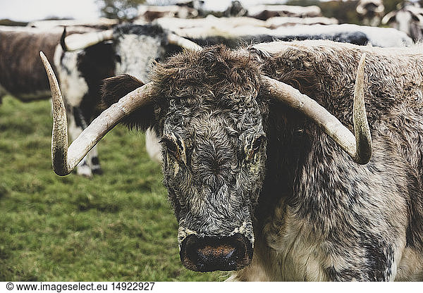 English Longhorn cow standing on a pasture  looking at camera.