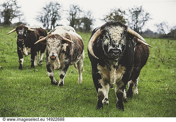 English Longhorn cows and bull standing on a pasture  looking at camera.