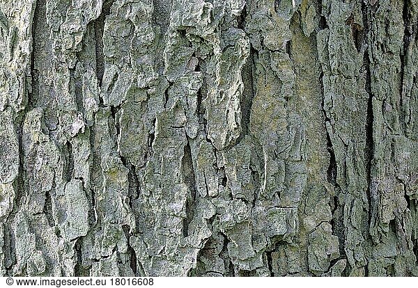 English oak (Quercus robur)  bark  oak bark