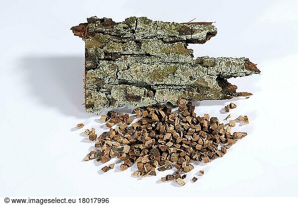 English oak (Quercus robur)  bark  oak bark