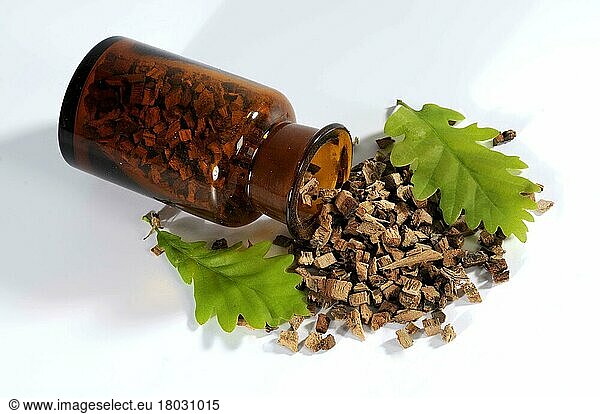 English oak (Quercus robur)  bark  oak bark  bottle
