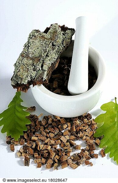 English oak (Quercus robur)  bark  oak bark  mortar
