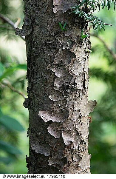 English yew (Taxus baccata)  bark detail  Germany  Europe