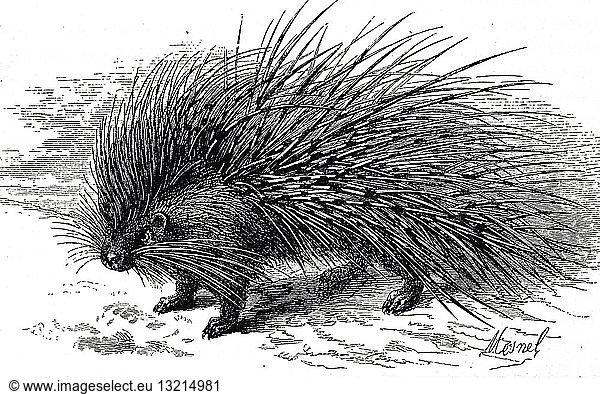 Engraving depicting a porcupine