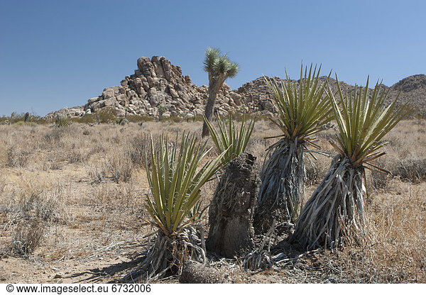 entfernt Felsbrocken Baum Himmel Wüste Boden Fußboden Fußböden Anordnung blau Yucca rostrata