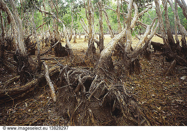 Entwurzelter Paperbark-Baum  Garig Ganuk Barlu National Park  Cobourg Peninsula  Arnhem Land  Northern Territory  Australien