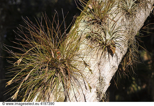 Epiphyten Schmarotzer Pflanze im Myakka River State Park Florida  USA