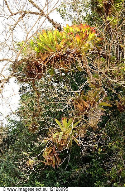 Epiphytes bromeliads (Aechmea nudicaulis and Tillandsia) in the rainforests near Paraty (Brazil).