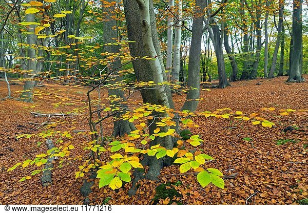 Epping Forest Essex Beeches Fagus sylvatica in Autumn.