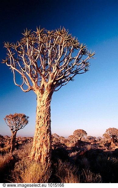 Erbeben Sie Bäume, (Aloe Dichotoma). Keetmanshoop. Namibia.