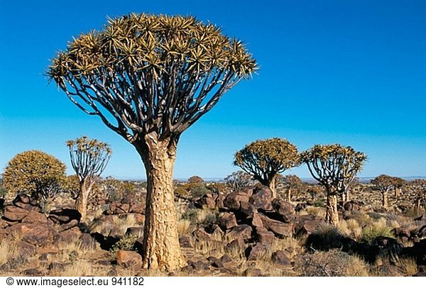 Erbeben Sie Bäume (Aloe Dichotoma). Namib-Naukluft-Park. Namibia