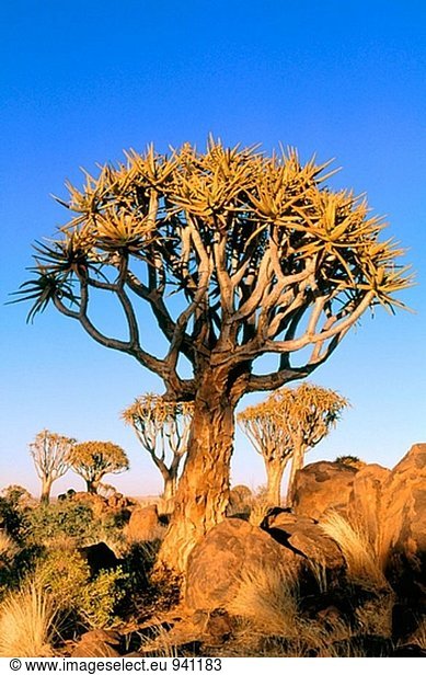 Erbeben Sie Bäume (Aloe Dichotoma). Namib-Naukluft-Park. Namibia