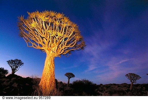 Erbeben Sie Bäume (Aloe Dichotoma) in der Dämmerung. Keetmanshoop. Namibia