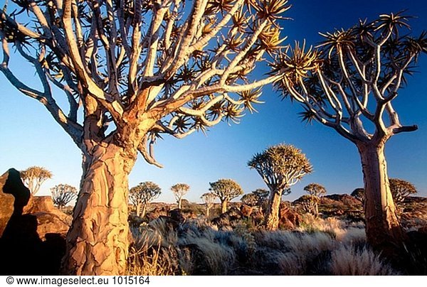 Erbeben Sie Bäume  (Aloe Dichotoma). Keetmanshoop. Namibia.