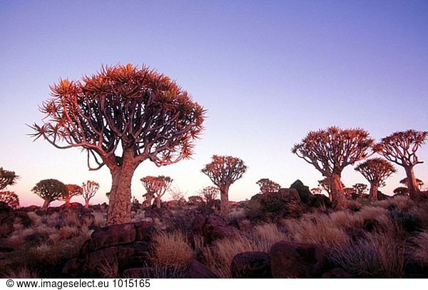 Erbeben Sie Bäume  (Aloe Dichotoma). Keetmanshoop. Namibia.