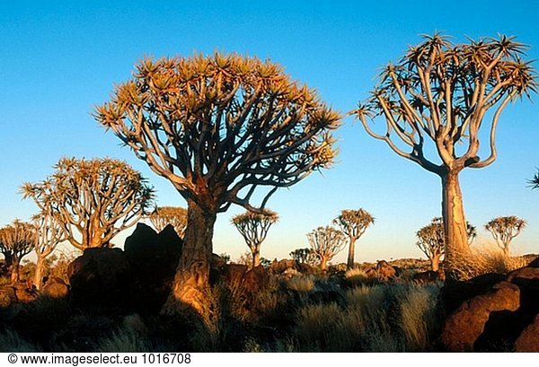 Erbeben Sie Bäume (Aloe Dichotoma). Keetmanshoop. Namibia.