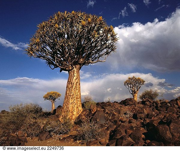 Erbeben Sie Baum (Aloe Dichotoma) in der Nähe von Keetmanshoop. Namibia