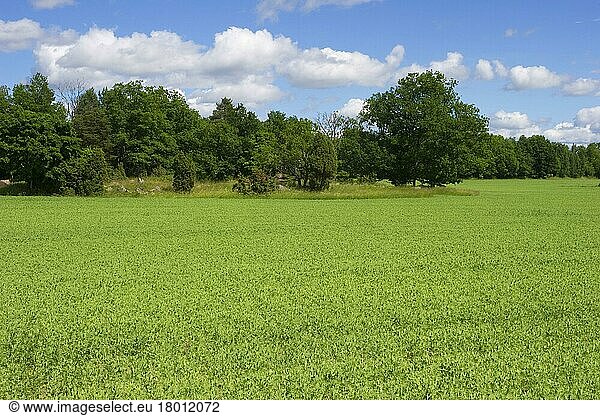 Erbsen (Pisum sativum) im Feld  Schweden  Juni  Europa