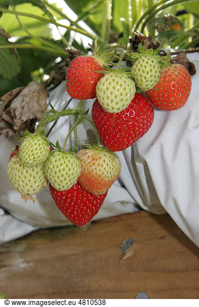 Erdbeere (Fragaria sp.)  Anbau  Obst  wächst in Grow-bags oder Pflanzenbeuteln  zum Selberpflücken auf einem Obsthof  West Stafford  Dorset  England  Großbritannien  Europa