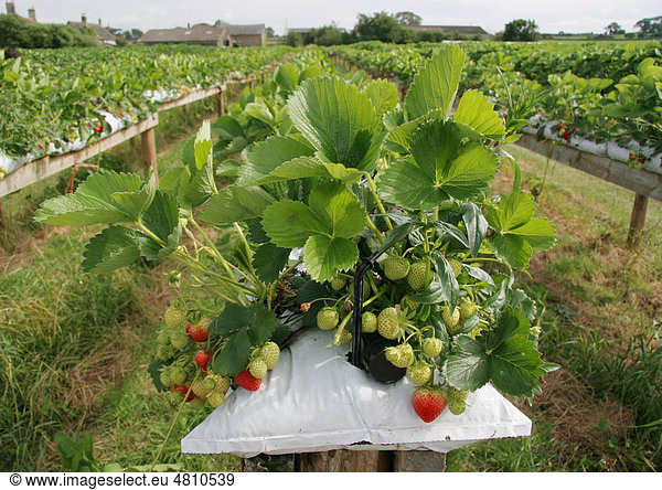 Erdbeere (Fragaria sp.)  Anbau  Obst  wächst in Grow-bags oder Pflanzenbeuteln  zum Selberpflücken auf einem Obsthof  West Stafford  Dorset  England  Großbritannien  Europa
