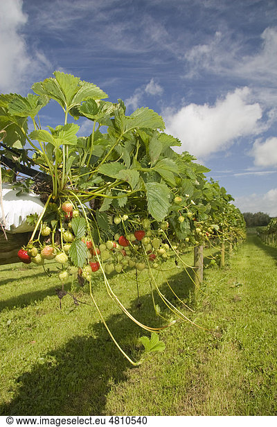 Erdbeere (Fragaria sp.)  Anbau  Obst  wächst in hängenden Grow-bags oder Pflanzenbeuteln  zum Selberpflücken auf einem Obsthof  West Stafford  Dorset  England  Großbritannien  Europa