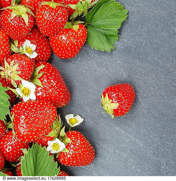 Erdbeeren Beeren Früchte Erdbeere Beere Frucht Textfreiraum Copyspace auf Schiefer quadratisch