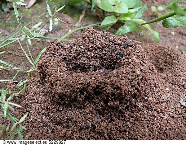 Erde  Erdreich  Boden  Ameisenhügel