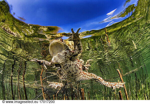 Erdkröte (bufo bufo) schwimmt im Weitsee