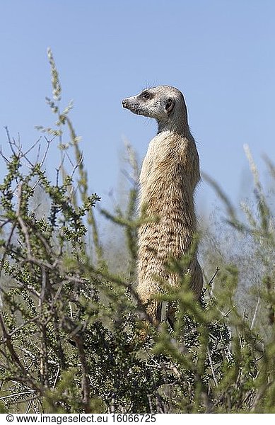 Erdmännchen (Suricata suricatta)  erwachsenes Männchen  im Gleichgewicht  nach draußen schauend  Kgalagadi Transfrontier Park  Nordkap  Südafrika  Afrika.