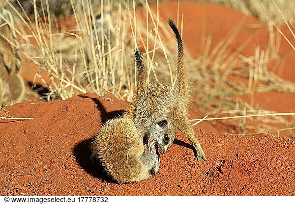 Erdmännchen (Suricata suricatta)  Jungtiere spielen in Morgensonne  Sozialverhalten  Tswalu Game Reserve  Kalahari  Nordkap  Südafrika