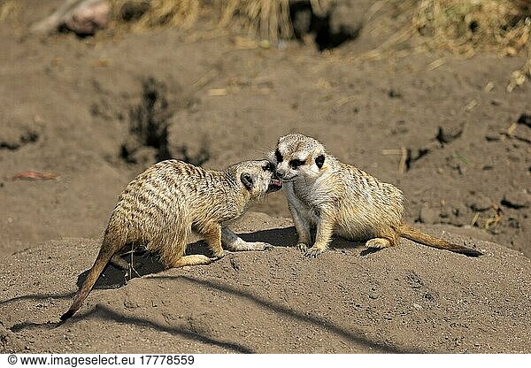 Erdmännchen (Suricata suricatta)  Paar  Sozialverhalten  Kleine Karoo  Westkap  Südafrika
