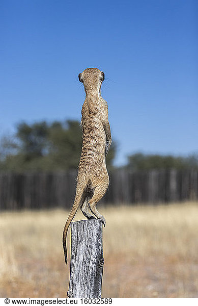 Erdmännchen (Suricata suricatta) Wache  Kgalagadi Transfrontier Park  Nordkap  Südafrika  Afrika