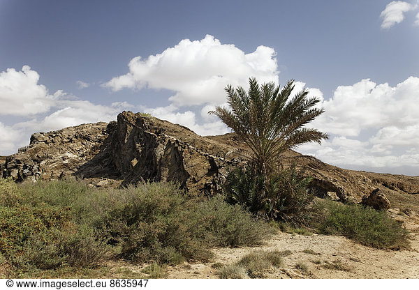 Erdverwerfung  Dattelpalme (Phoenix dactylifera)  Buschwerk  Landschaft nahe Mirbat  Region Dhofar  Sultanat von Oman  Arabische Halbinsel