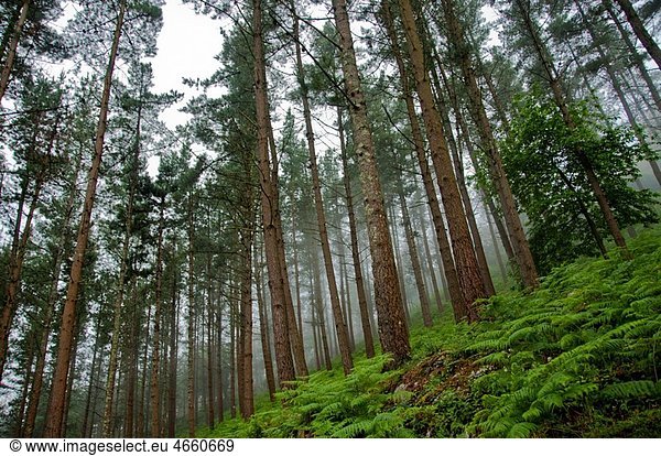 EreÃ’o forest Urdaibai Biosphere Reserve of Biscay  Basque Country Spain Europe