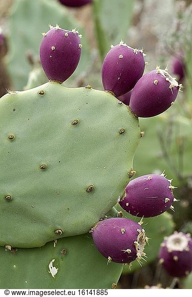 Erect prickly pear (Opuntia stricta) fruits