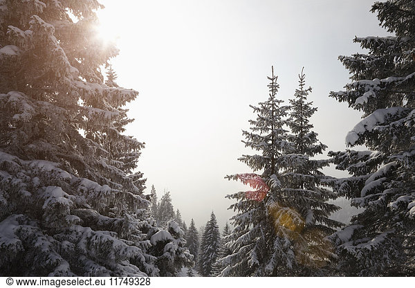 Erhöhte Ansicht von schneebedeckten Baumwipfeln im Nebel  Brauneck  Lengries  Bayern  Deutschland