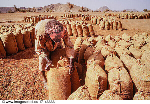 Eritreas  Tesseney  GTZ (Society for Technical Cooperation  today Society for International Cooperation (GIZ) project) to build a water canal in the small town on the border with Sudan. Man is stacking sacks of construction material.
. Tessey (Eritrea)  1994.