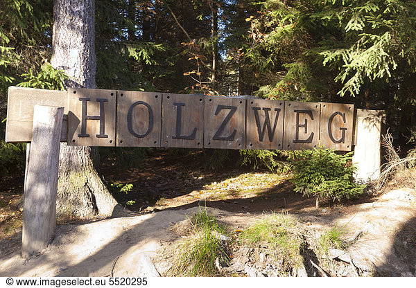 Erlebnispfad Holzweg im Herbst Tharandter Wald Sachsen Deutschland Europa